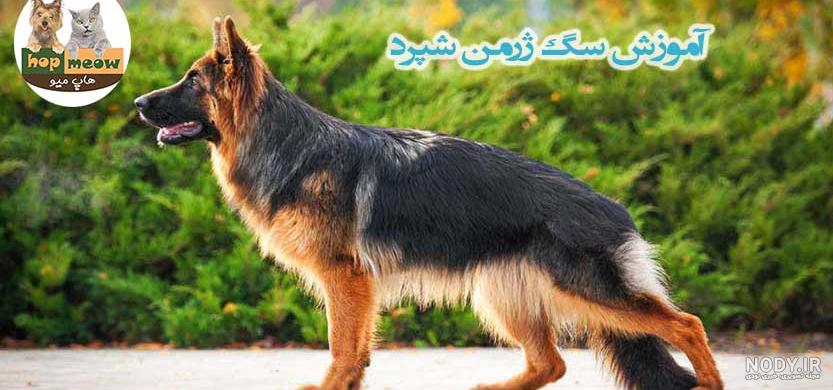 عکس سگ ژرمن سیاه