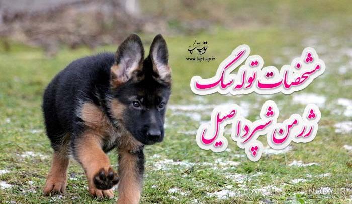 عکس سگ ژرمن شولاین