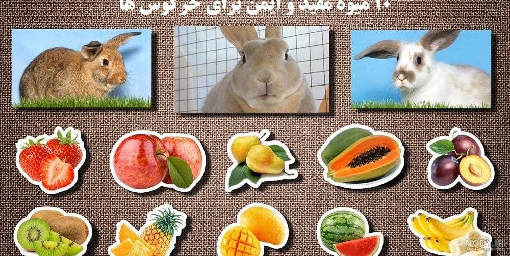 عکس ظرف غذای خرگوش