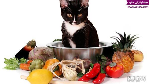عکس ظرف غذای گربه عکس ظرف غذای گربه
