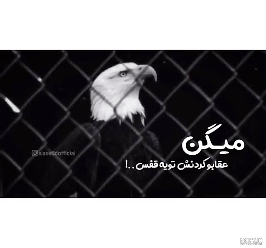 عکس عقاب واقعی عکس عقاب واقعی