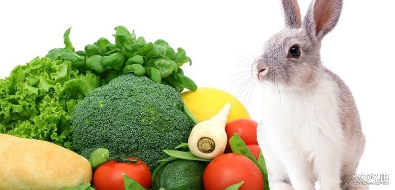 عکس غذا خوردن خرگوش