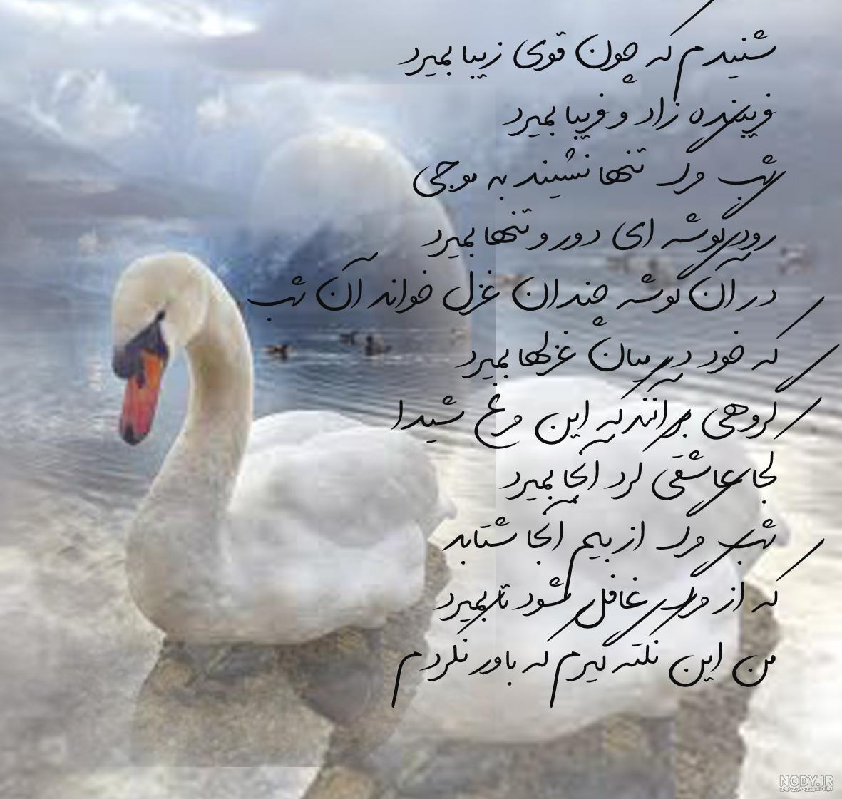 عکس قو در طبیعت عکس قو در طبیعت