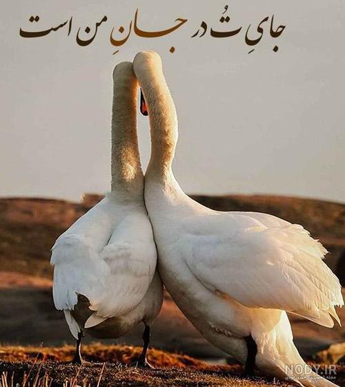 عکس نقاشی قو عکس نقاشی قو