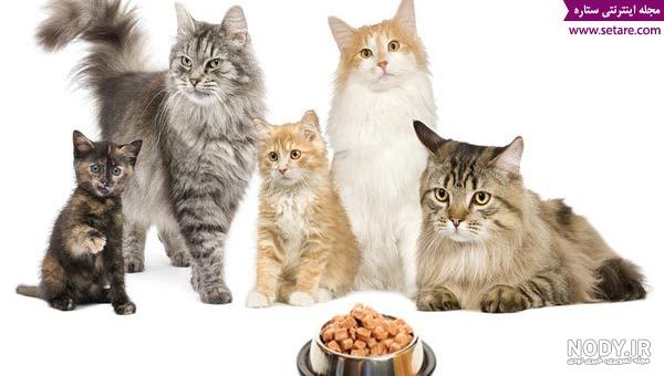 عکس های غذای گربه عکس های غذای گربه