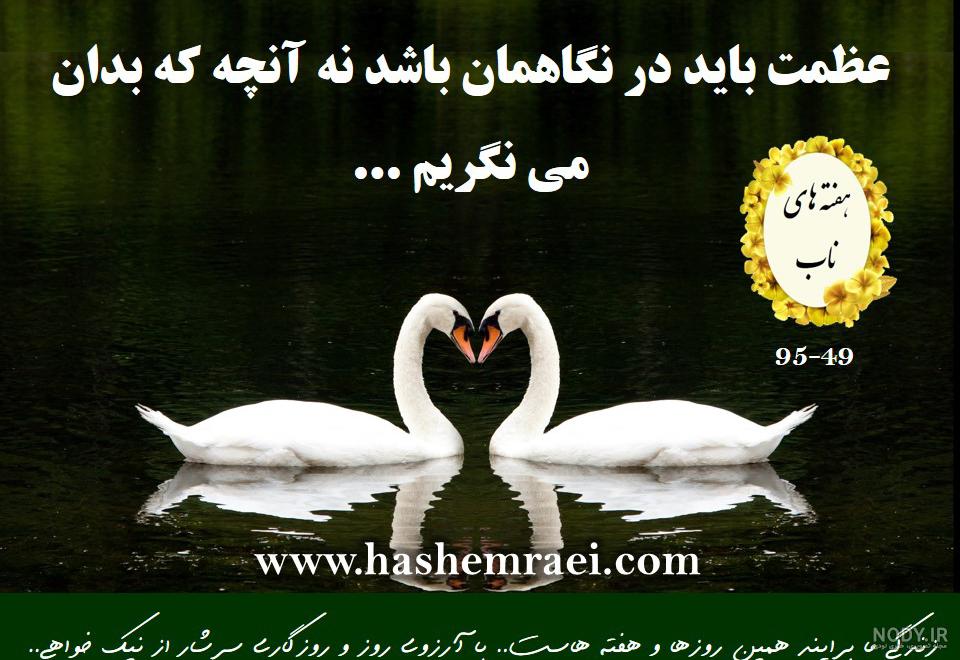 عکس پرنده ی قو عکس پرنده ی قو