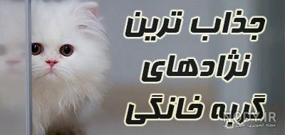 عکس گربه خانگی عکس گربه خانگی