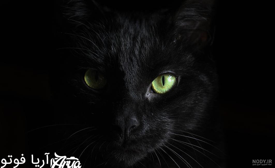 عکس گربه سیاه و دختر کفشدوزکی واقعی