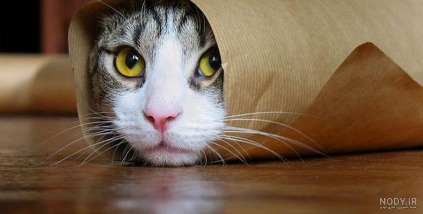 عکس گربه های خانگی عکس گربه های خانگی