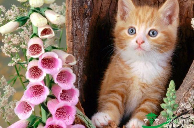 عکس گربه های رنگی عکس گربه های رنگی