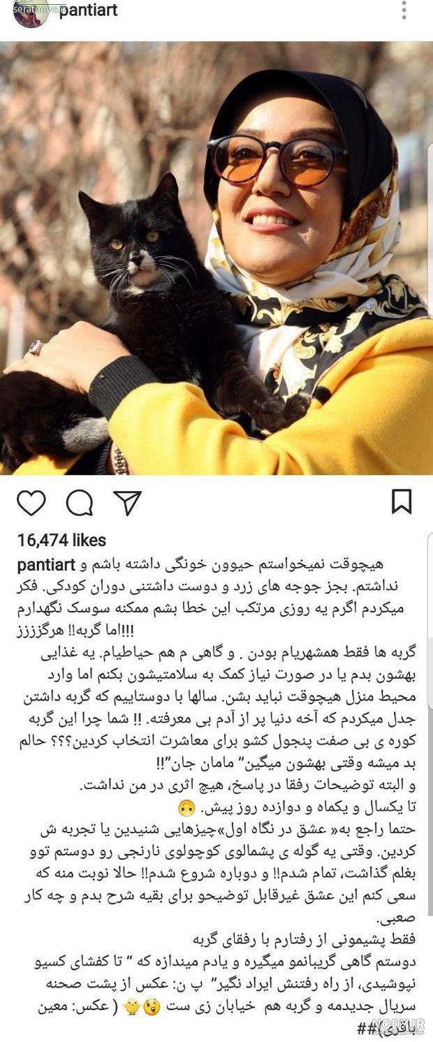 عکس گربه پرشین سیاه عکس گربه پرشین سیاه