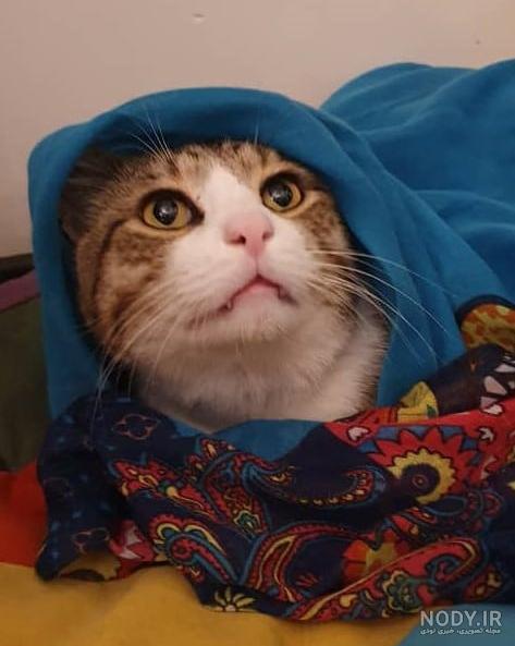 عکس گربه گوگولی عکس گربه گوگولی