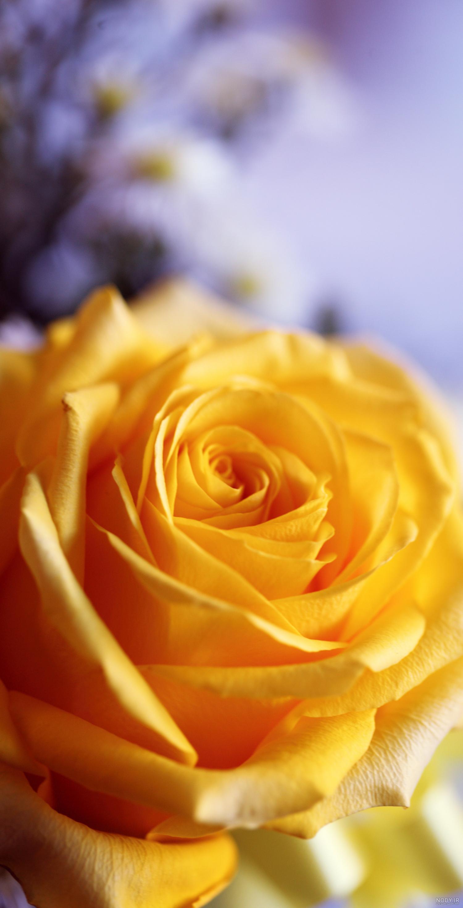 عکس گل رنگی برای تصویر زمینه