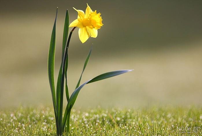 عکس گل نرگس برای نقاشی