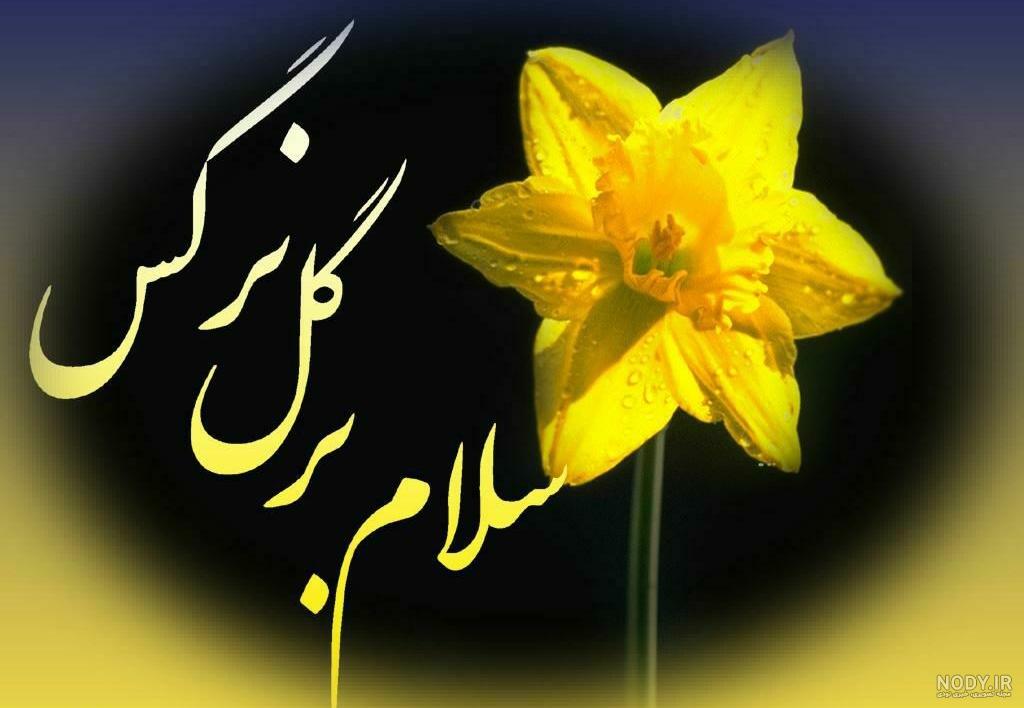 عکس گل نرگس در دست دختر
