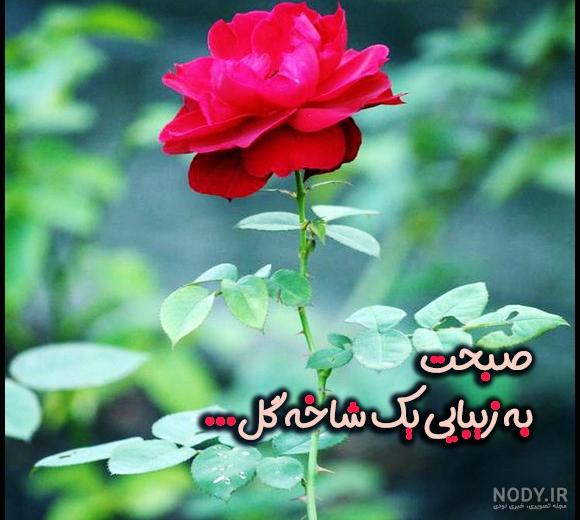 عکس گل و قلب عکس گل و قلب