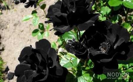 عکس گلهای ایرانی عکس گلهای ایرانی