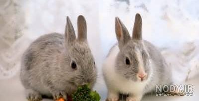 غذای خرگوش چیست