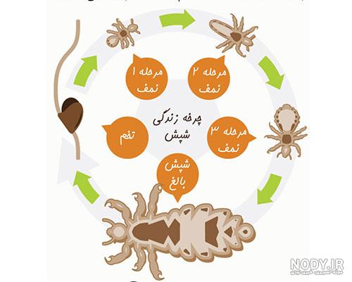 فواید شپش سر فواید شپش سر