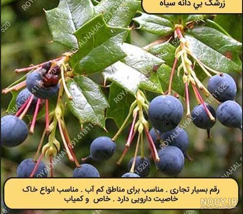قیمت درخت زرشک