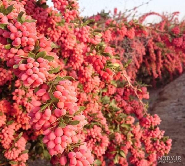 قیمت زرشک سیاه دیجی کالا