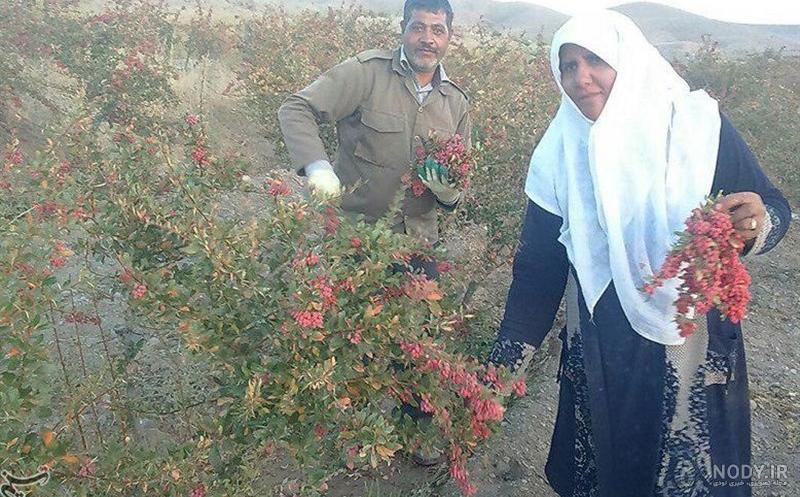 قیمت زرشک قرمز