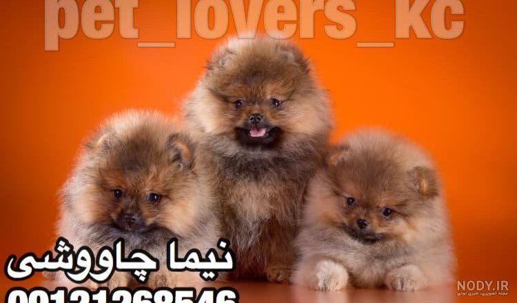 قیمت سگ پامرانین عروسکی دیوار