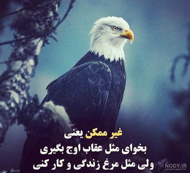 محل زندگی عقاب طلایی محل زندگی عقاب طلایی