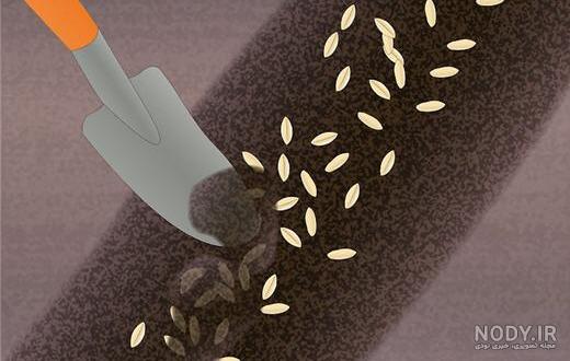 مراحل کشت گندم به زبان ساده مراحل کشت گندم به زبان ساده