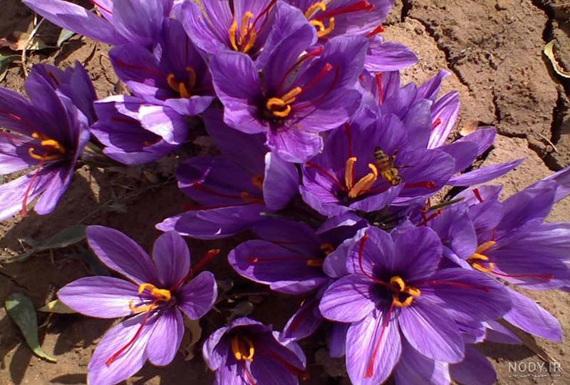 مضرات زعفران برای چشم