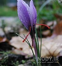 مضرات زعفران برای کبد