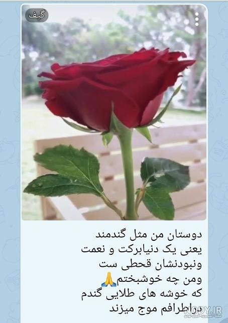 مناظر گلهای زیبا مناظر گلهای زیبا