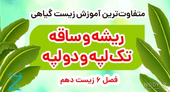 نقاشی گیاه تک لپه ای نقاشی گیاه تک لپه ای