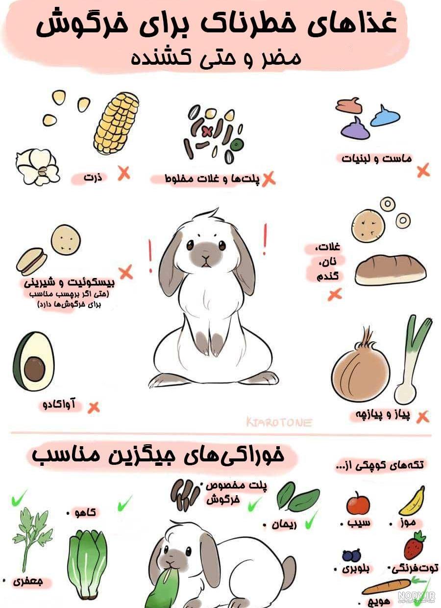 نژاد خرگوش جرسی