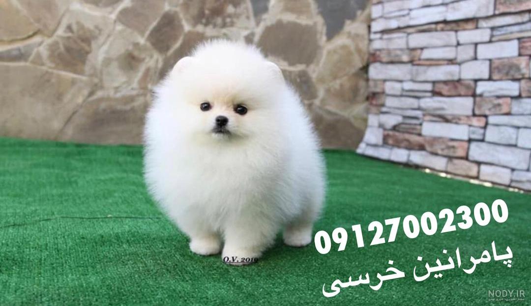 نژاد سگ عروسکی