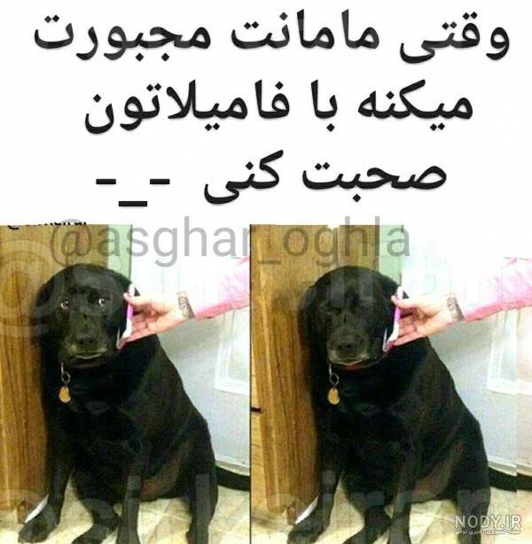 کلیپ خنده دار گربه برای وضعیت واتساپ