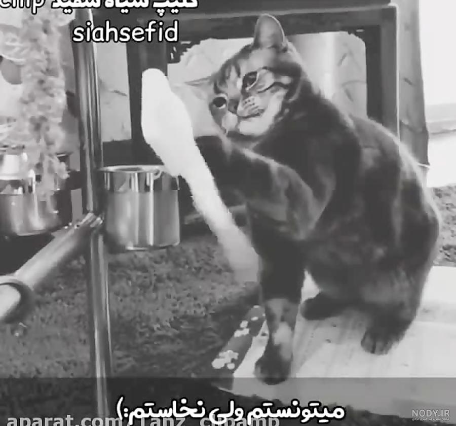 کلیپ لاتی پسرانه
