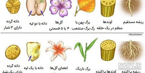 گندم تک لپه است یا دو لپه گندم تک لپه است یا دو لپه