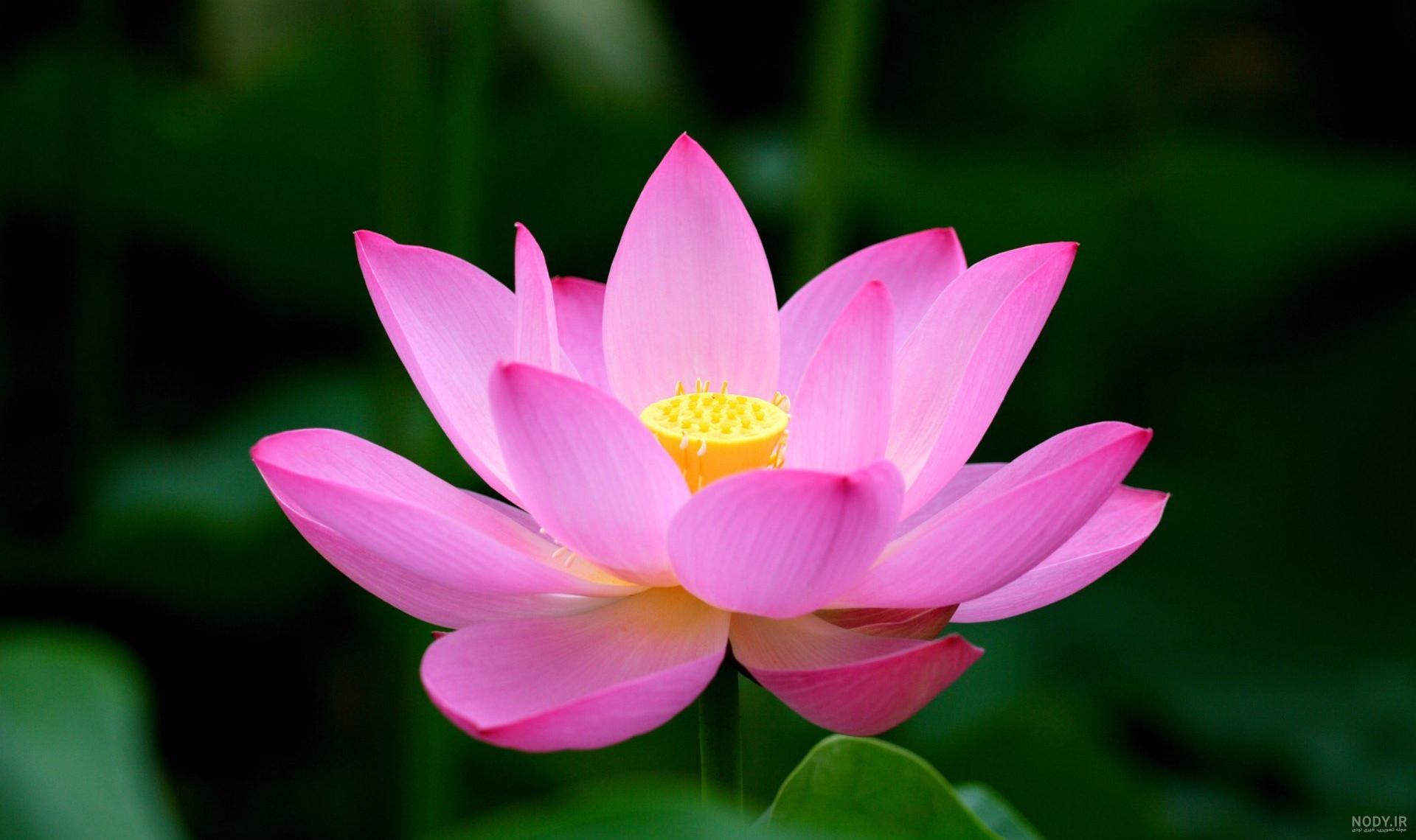 گیاهان تک لپه ای گیاهان تک لپه ای