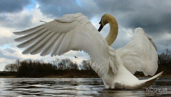  عکس قو فانتزی