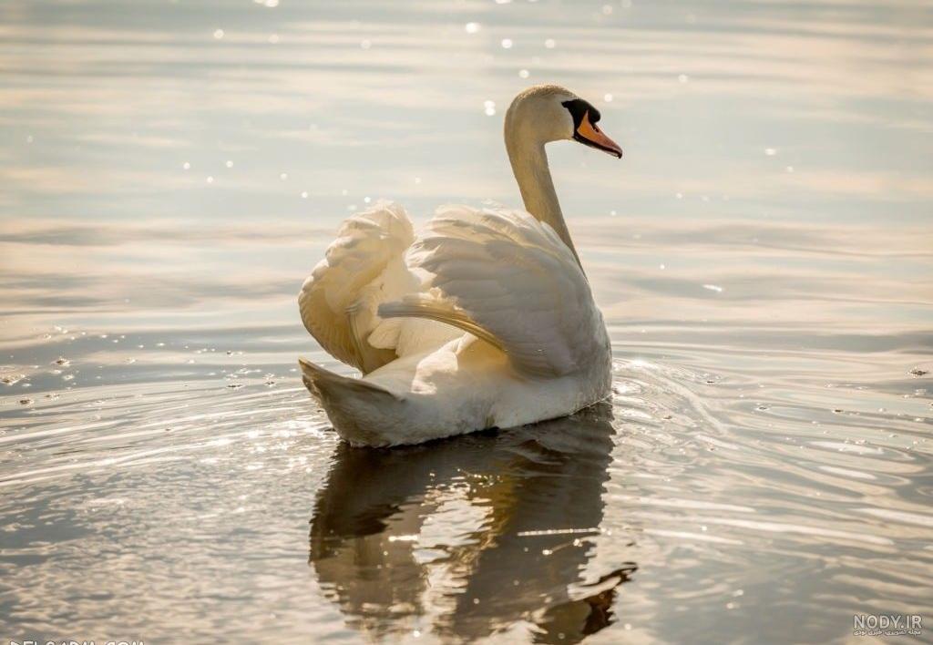  عکس قو فانتزی