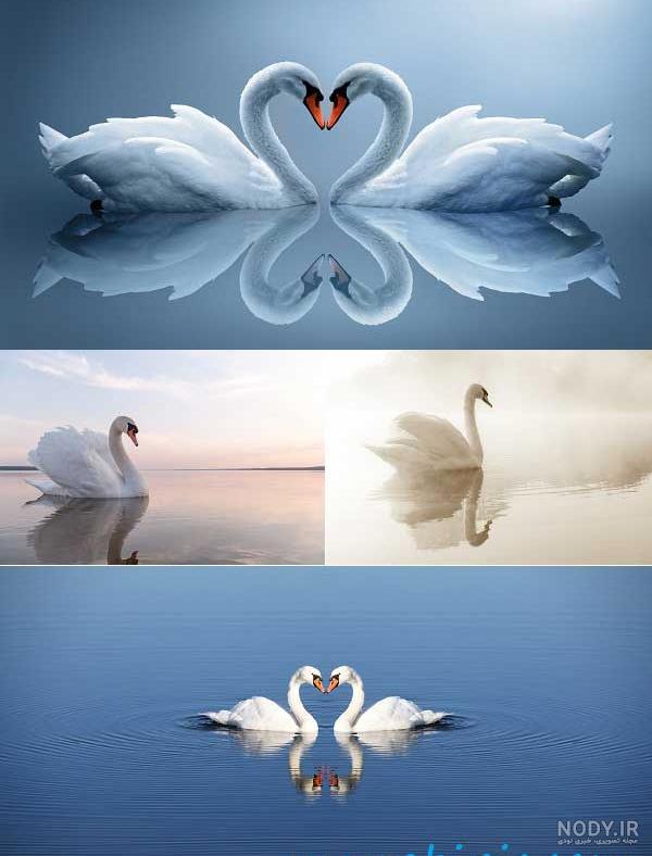  عکس قو فانتزی