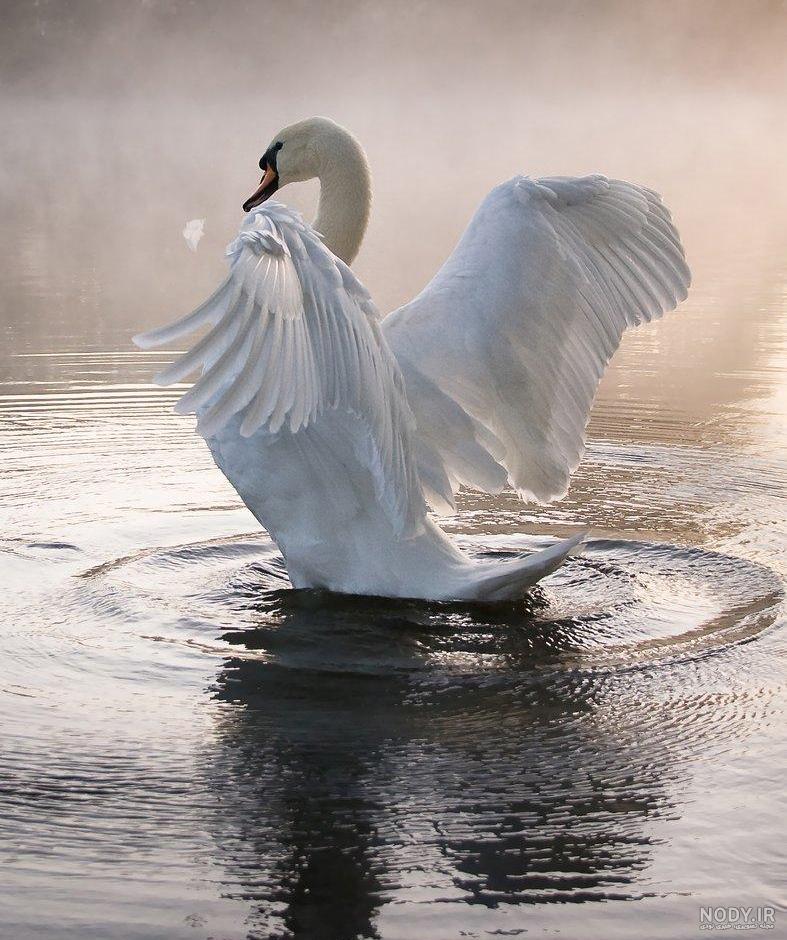  عکس قو فانتزی