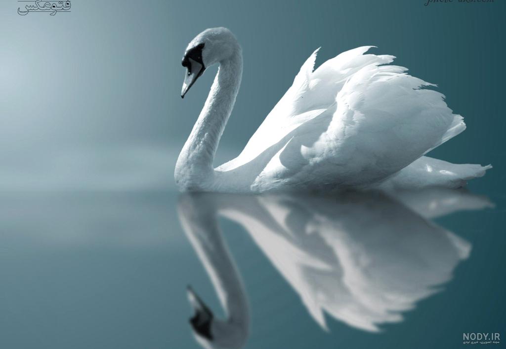  عکس قو فانتزی