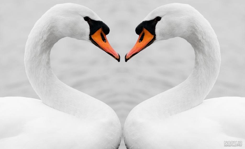  عکس قو فانتزی