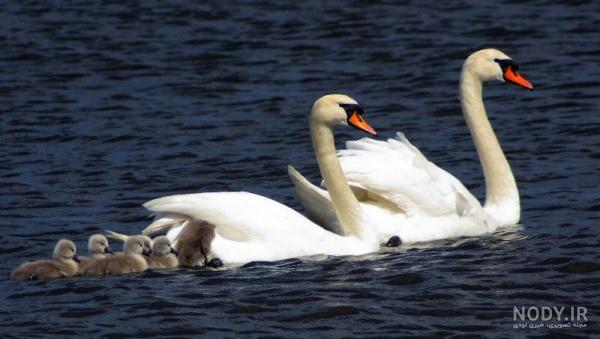  عکس قو فانتزی