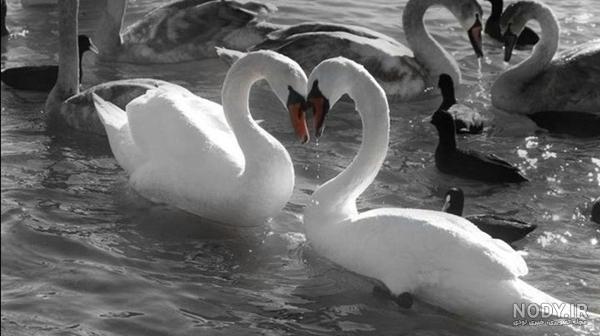  عکس قو فانتزی