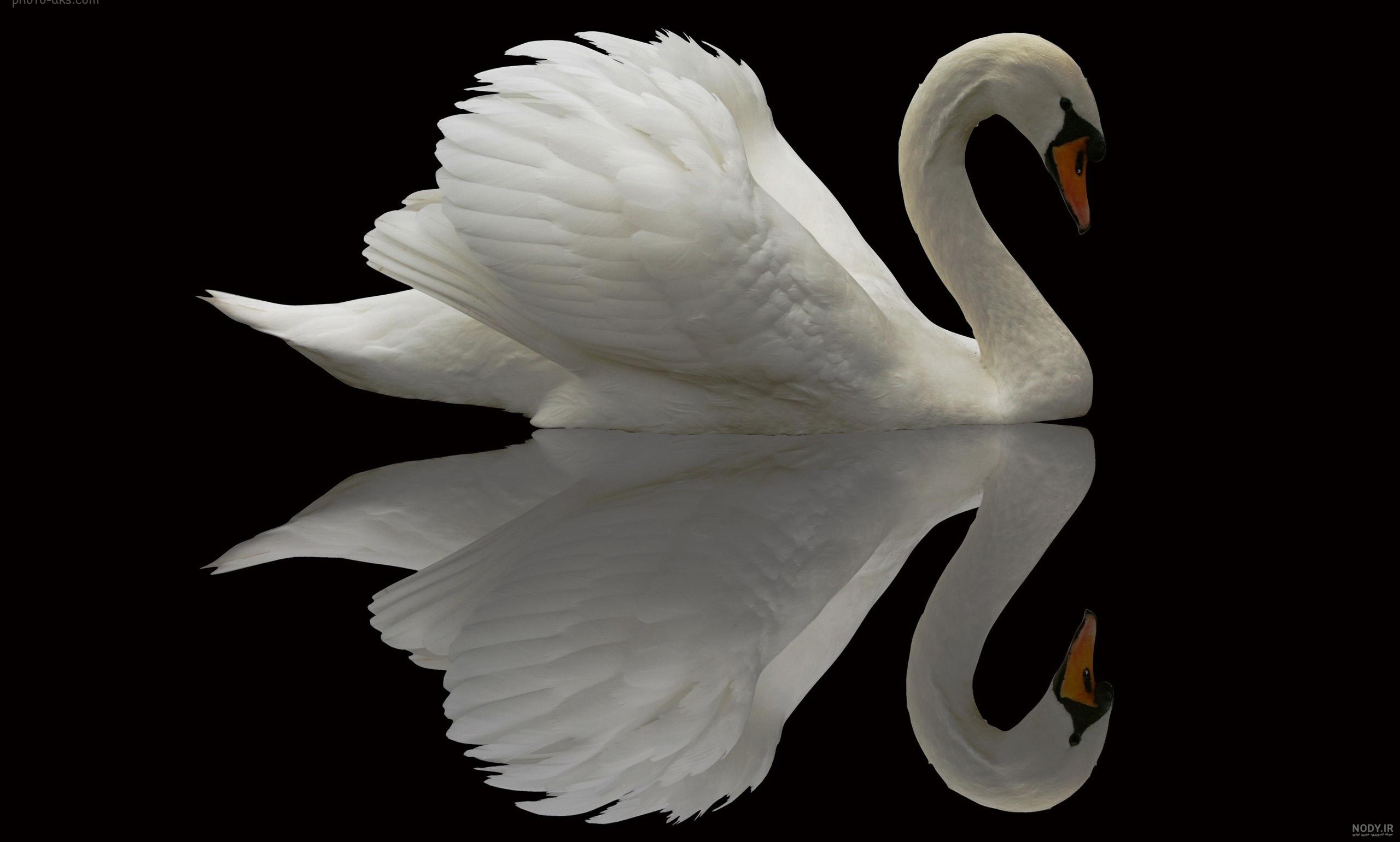  عکس قو فانتزی