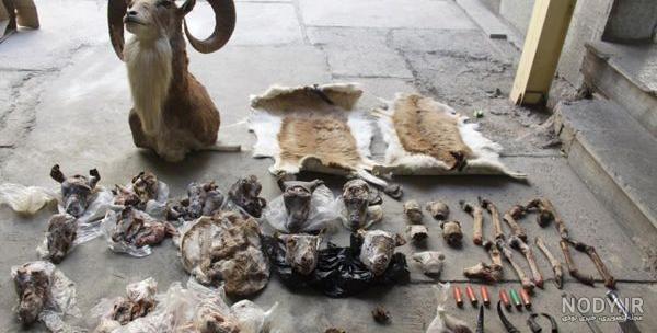 انواع قوچ کوهی