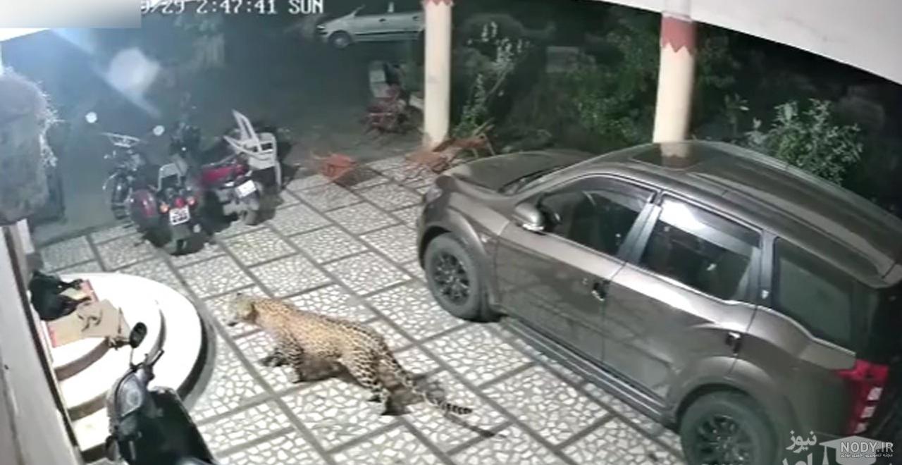 برد سگ علی پلنگ برد سگ علی پلنگ